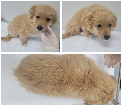 논산시 동물보호센터_444454202500134